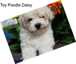Toy Poodle Daisy