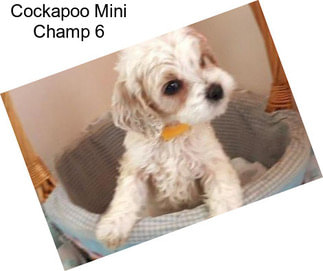 Cockapoo Mini Champ 6