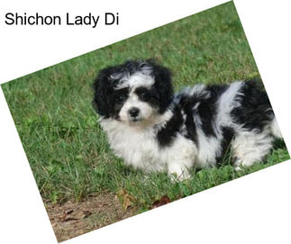 Shichon Lady Di