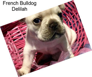 French Bulldog Delilah