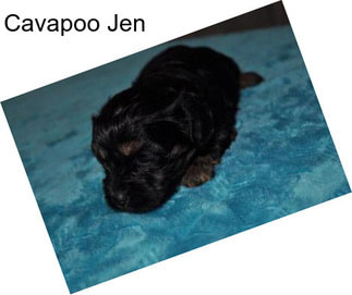 Cavapoo Jen