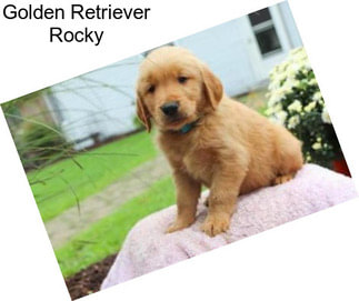 Golden Retriever Rocky