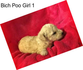 Bich Poo Girl 1