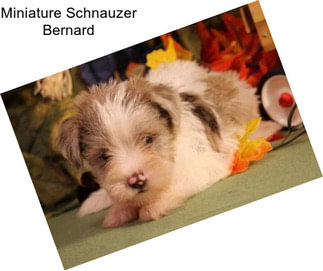 Miniature Schnauzer Bernard