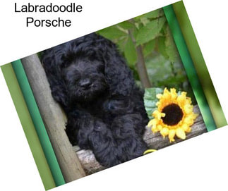 Labradoodle Porsche