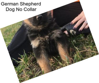 German Shepherd Dog No Collar