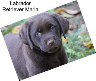 Labrador Retriever Marla