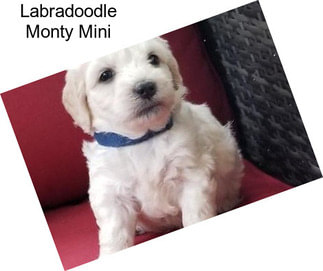 Labradoodle Monty Mini