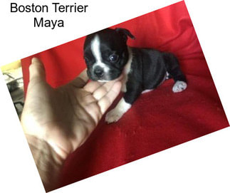 Boston Terrier Maya