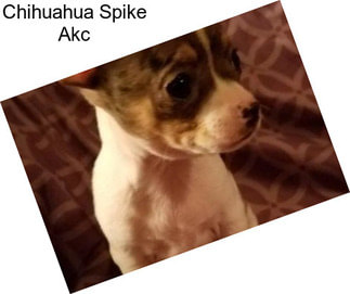 Chihuahua Spike Akc