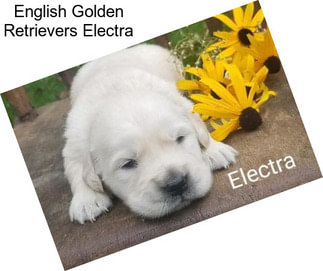 English Golden Retrievers Electra