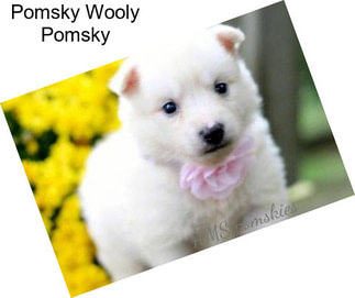 Pomsky Wooly Pomsky