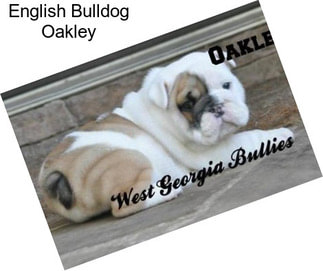 English Bulldog Oakley