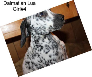 Dalmatian Lua Girl#4