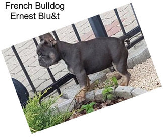 French Bulldog Ernest Blu&t