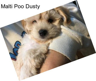Malti Poo Dusty