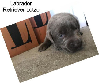 Labrador Retriever Lotzo