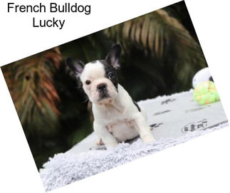 French Bulldog Lucky