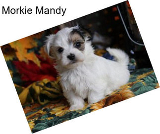 Morkie Mandy