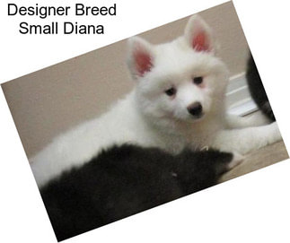 Designer Breed Small Diana