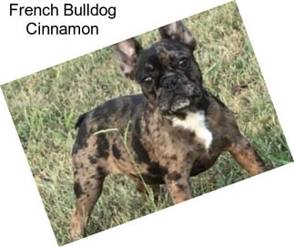 French Bulldog Cinnamon