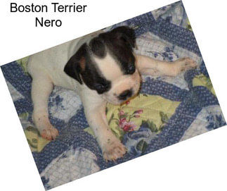 Boston Terrier Nero