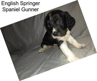 English Springer Spaniel Gunner