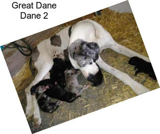 Great Dane Dane 2