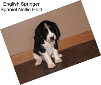 English Springer Spaniel Nellie Hold