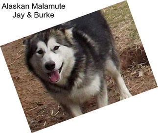 Alaskan Malamute Jay & Burke