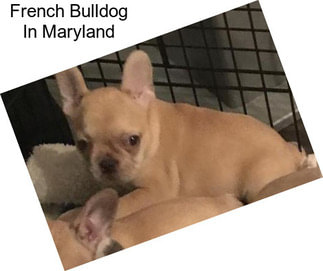 French Bulldog In Maryland
