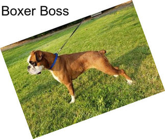 Boxer Boss