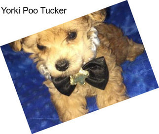 Yorki Poo Tucker