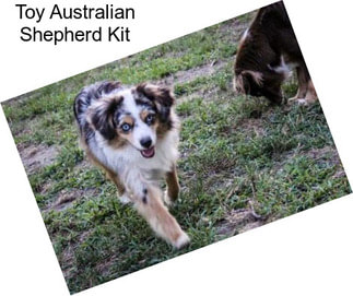 Toy Australian Shepherd Kit