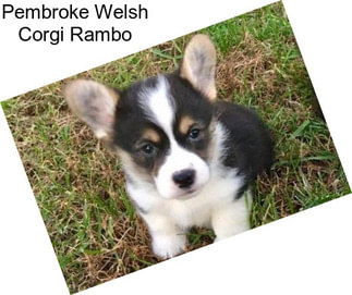 Pembroke Welsh Corgi Rambo