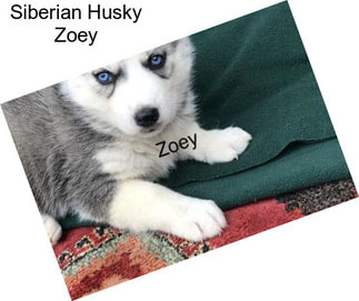 Siberian Husky Zoey