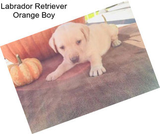 Labrador Retriever Orange Boy