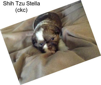 Shih Tzu Stella (ckc)