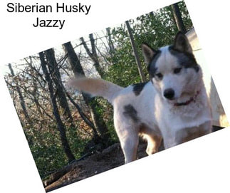 Siberian Husky Jazzy