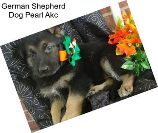 German Shepherd Dog Pearl Akc