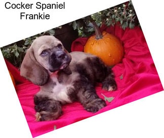 Cocker Spaniel Frankie