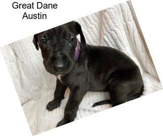 Great Dane Austin