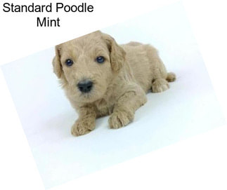 Standard Poodle Mint