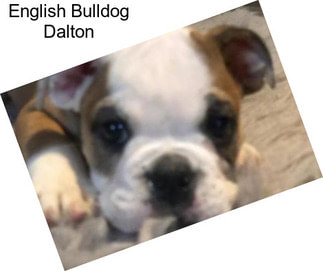 English Bulldog Dalton