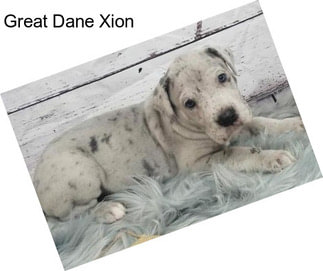 Great Dane Xion