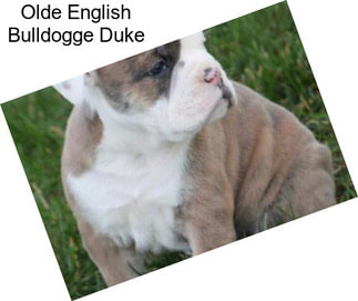 Olde English Bulldogge Duke