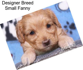 Designer Breed Small Fanny