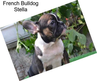 French Bulldog Stella