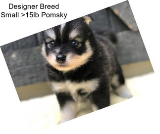 Designer Breed Small >15lb Pomsky