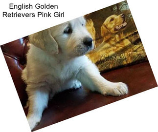 English Golden Retrievers Pink Girl